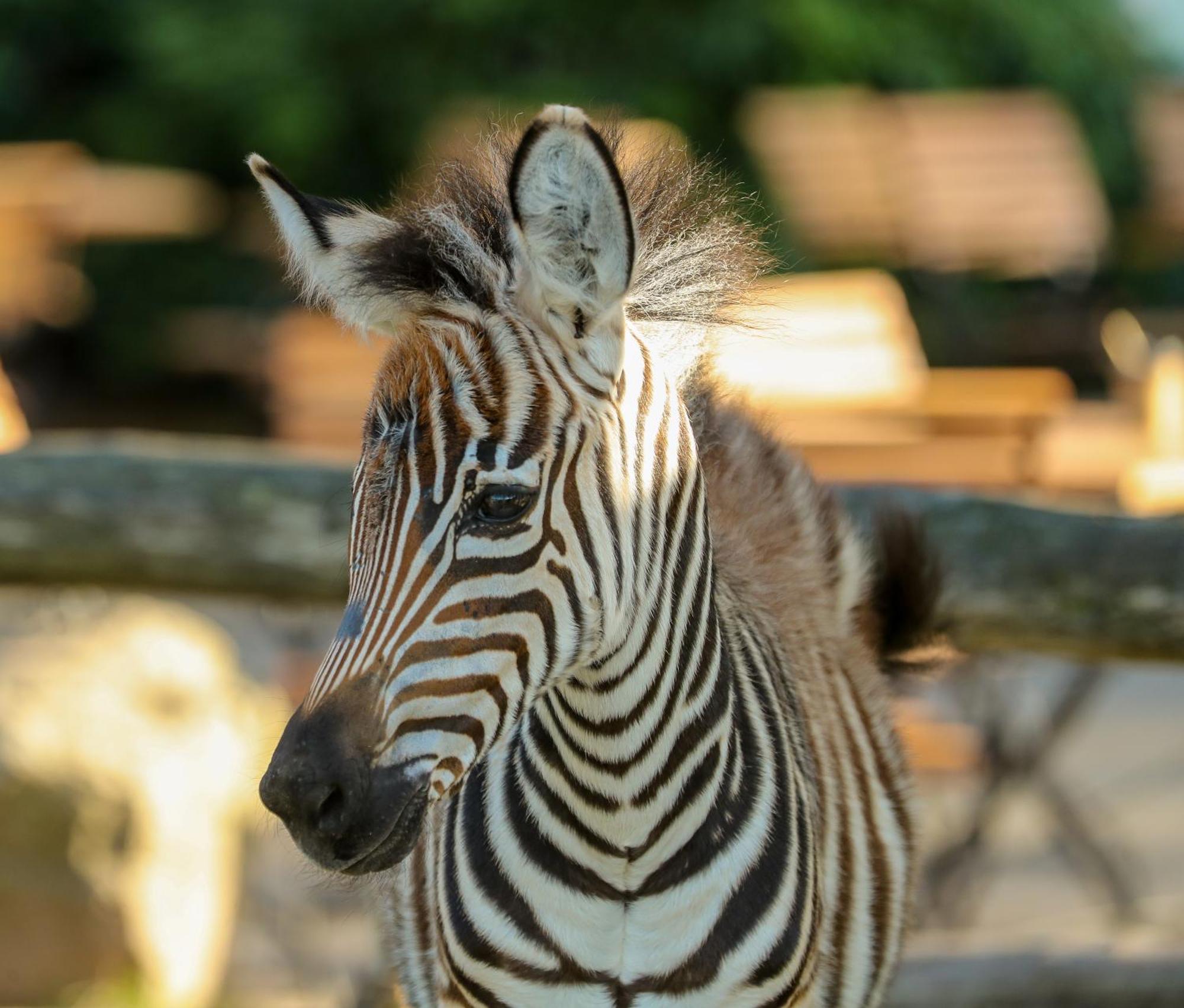 Tierpark Entdeckerhaeuser Wagenfeld Exterior foto